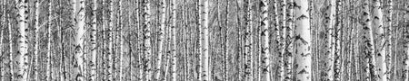Küchenrückwand Birkenwald