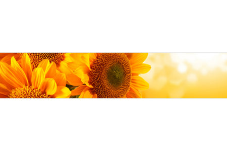 Küchenrückwand Sonnenblume