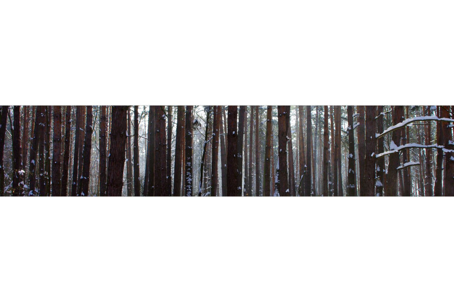 Küchenrückwand Winterwald