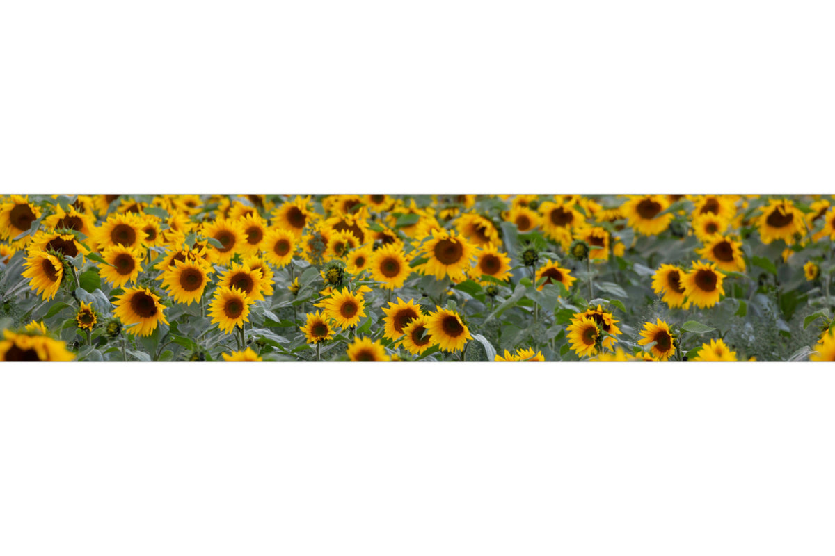Küchenrückwand Sonnenblumenfeld