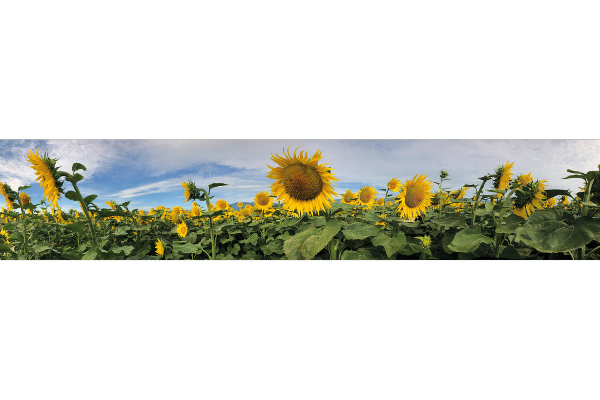 Küchenrückwand Sonnenblumenfeld