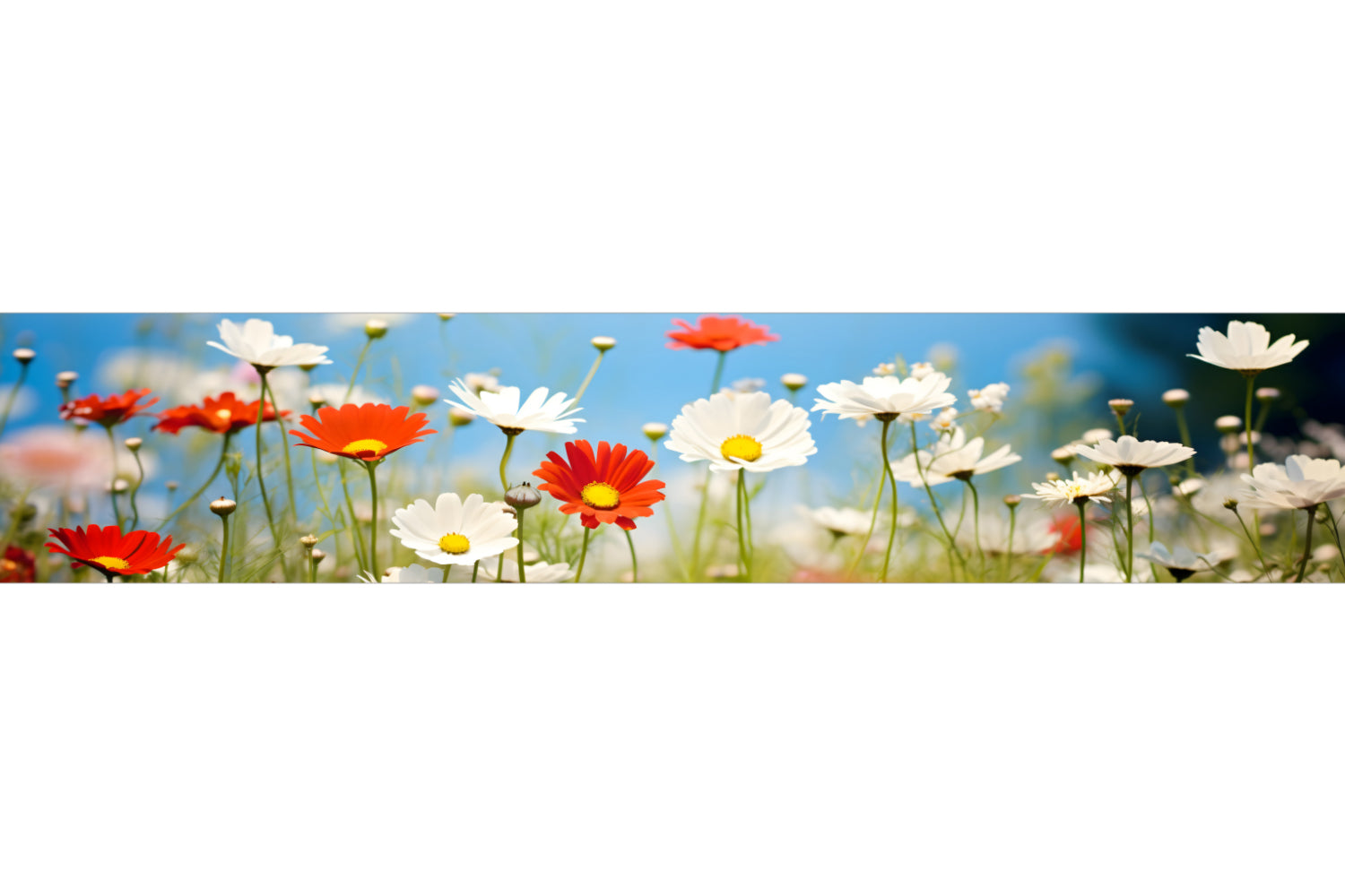 Küchenrückwand Margeriten und Gänseblümchen