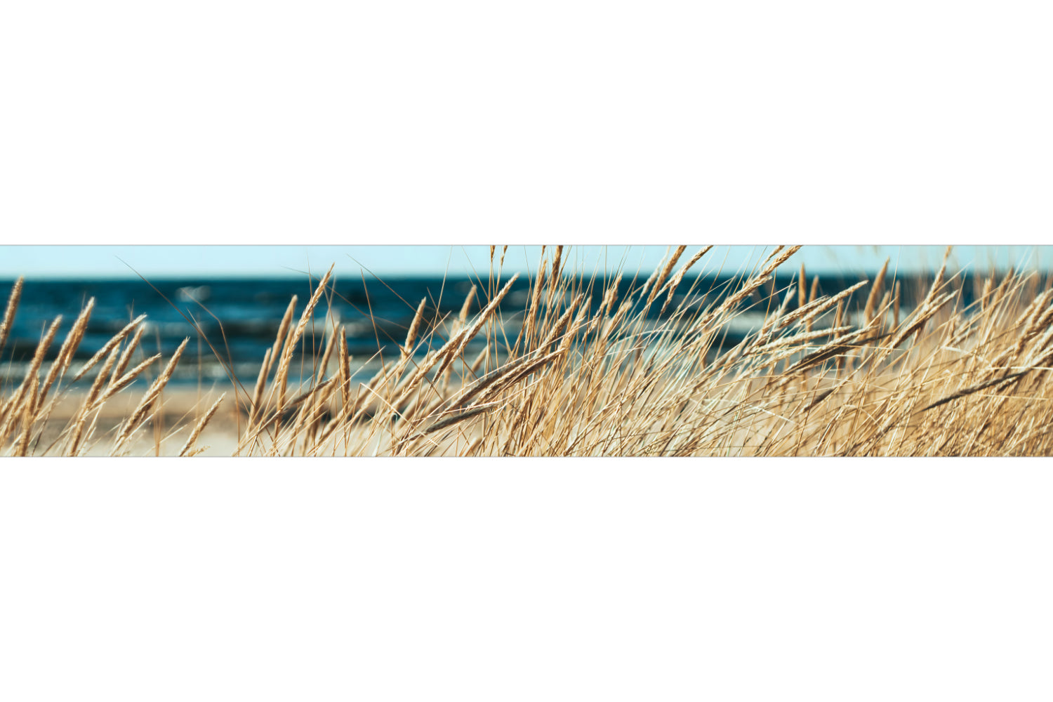 Küchenrückwand Dünengras am Meer