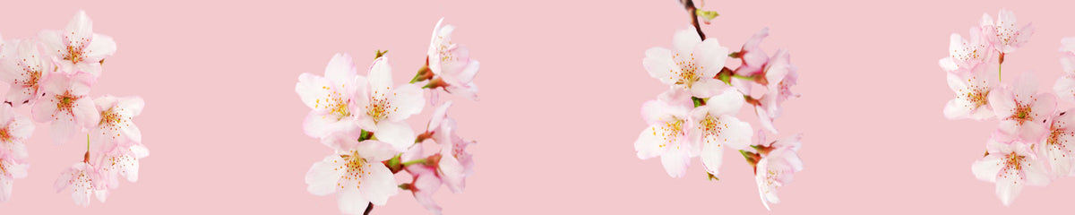 Küchenrückwand Kirschblüten Rosa