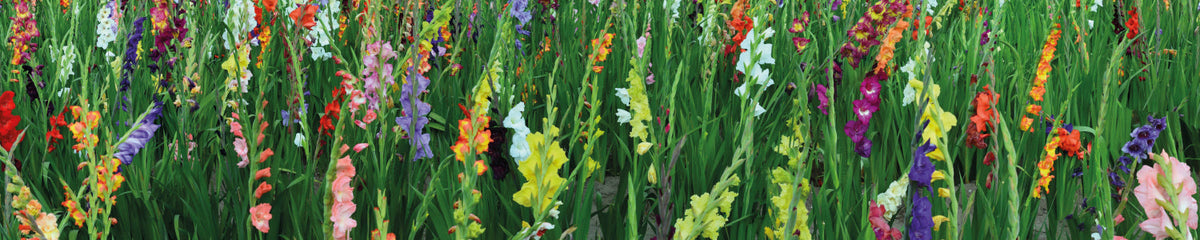 Küchenrückwand Bunte Blumen