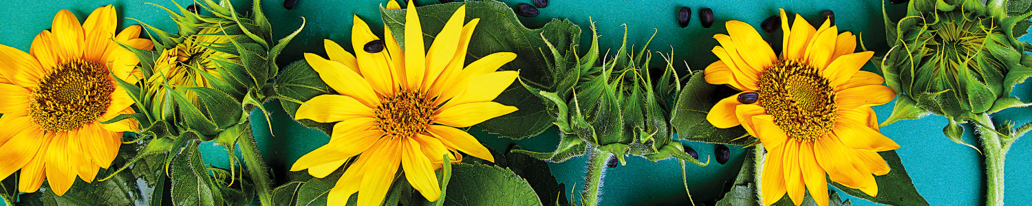 Küchenrückwand Sommerblumen Gelb