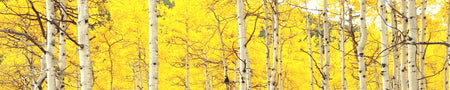 Küchenrückwand Herbstlicher Birkenwald