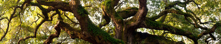 Küchenrückwand Alter Baum