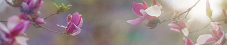Küchenrückwand Magnolien