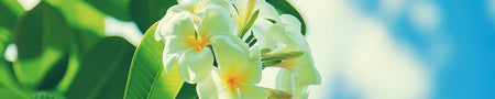 Küchenrückwand Exotische Blumen