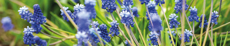 Küchenrückwand Frühlingsblumen