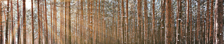 Küchenrückwand Waldmotiv