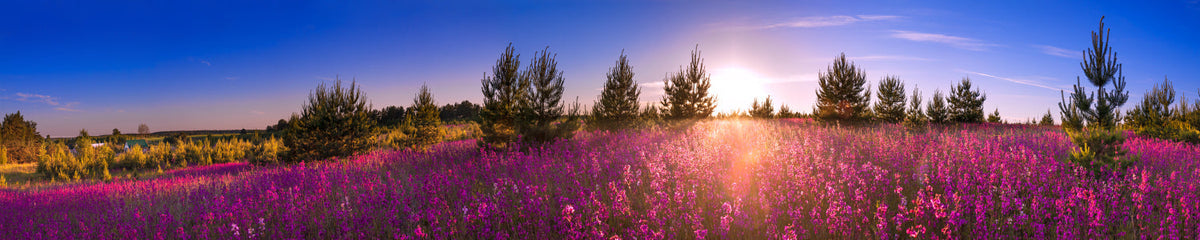 Küchenrückwand Blumenwiese im Sonnenuntergang