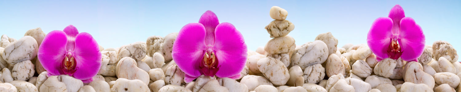 Küchenrückwand Orchideen & Steine