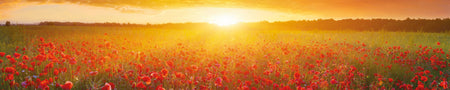Küchenrückwand Mohnfeld Sonnenuntergang