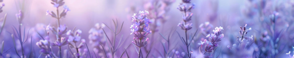 Küchenrückwand Lavendel in Pastellfarben