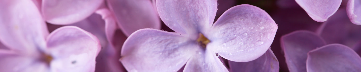 Spritzschutz Küche