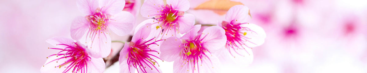 Spritzschutz Küche