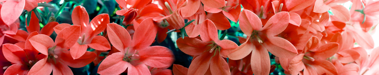 Spritzschutz Küche