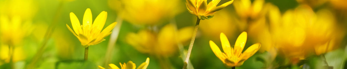 Spritzschutz Küche