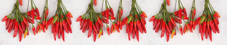 Spritzschutz Küche